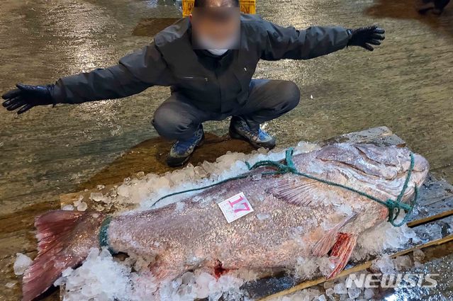 [부산=뉴시스] 부산 인근 해역에서 평생 한 번 보기도 힘들다는 '전설의 심해어' 돗돔이 하루 만에 5마리나 잡혀 화제가 되고 있다. 사진은 지난 2020년에 잡힌 돗돔. 몸길이 1.8m, 무게 120kg 크기. (사진=부산공동어시장 제공). 2020.11.11. photo@newsis.com