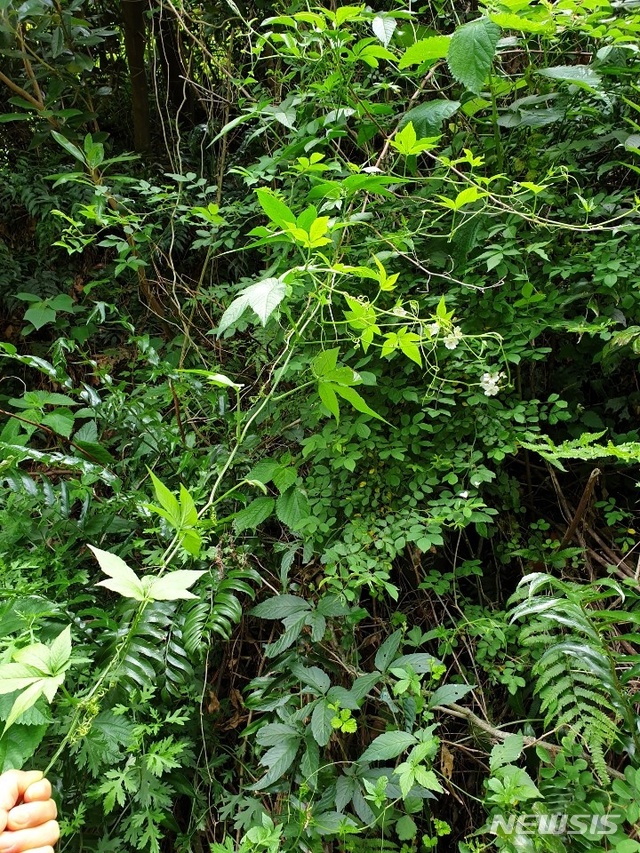 [제주=뉴시스] 강력한 항바이러스 성분효능이 발견된 제주 특산 식물 '돌외'.(JTP 제공)