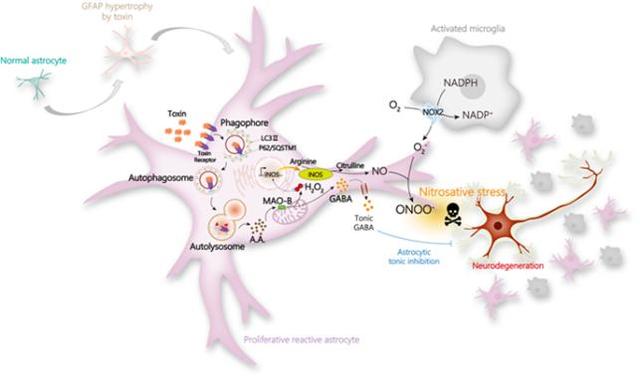 국내 연구진, 치매 발병 기전 최초 규명