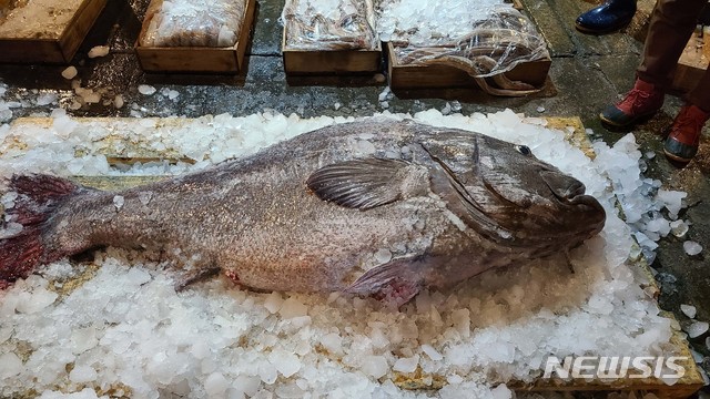 전설의 심해어 '110㎏ 돗돔', 부산서 또 팔렸다