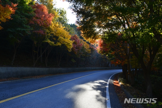 [완도=뉴시스] 청산도 슬로길 단풍. (뉴시스DB) photo@newsis.com 