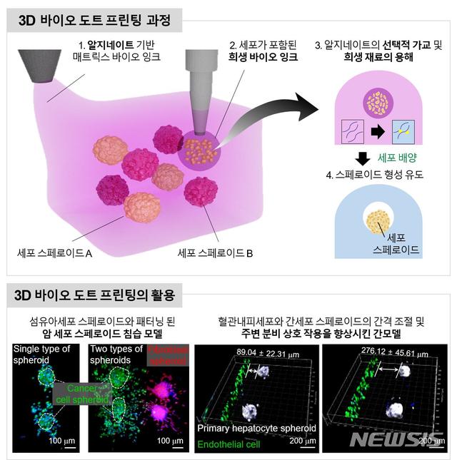 [울산=뉴시스] 구미현 기자 = UNIST (울산과학기술원) 바이오메디컬 공학과 강현욱 교수팀은 줄기세포나 암세포 스페로이드를 정밀하게 프린팅 하는 ‘3D 바이오 도트(dot) 프린팅’ 기술을 개발했다. 개발된 3D 바이오 도트 프린팅 기법 모식도를 나타낸 연구 그림. (사진=UNIST 제공) 2020.11.18. photo@newsis.com
