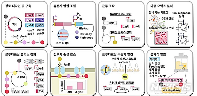 [대전=뉴시스] 포도당으로부터 글루타르산을 생산하는 코리네박테리움 글루타미쿰 균주 개발 전략 모식도.