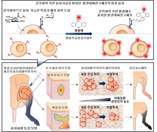 혈관질환 줄기세포 치료제, 실시간 관찰 통해 효능 예측 가능