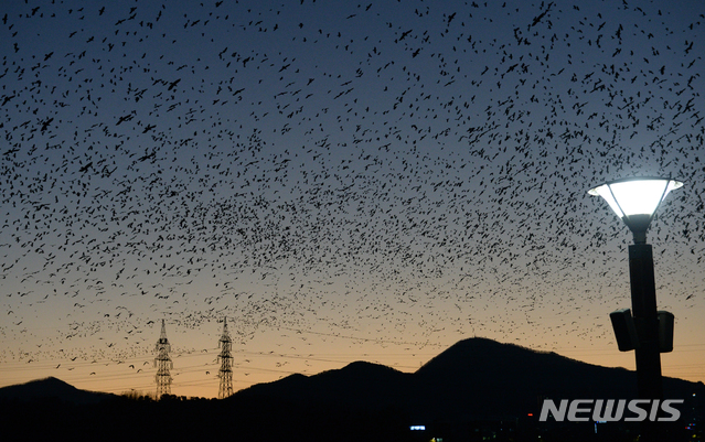 [울산=뉴시스]겨울철 울산 중구 태화강 둔치 일원에서 펼쳐지는 떼까마귀 군무. (사진=뉴시스DB) photo@newsis.com