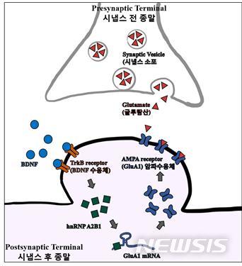 [포항=뉴시스] 강진구 기자 = 포스텍(총장 김무환)은 융합생명공학부 김경태 교수와 정영섭 박사가 공동연구를 통해 뇌 신경질환이 발생하는 메커니즘을 규명해 뇌 질환 치료의 실마리를 풀었다고 24일 밝혔다.사진은 관련 연구흐름도.(사진=포스텍 제공) 2020.11.24.&nbsp; photo@newsis.com