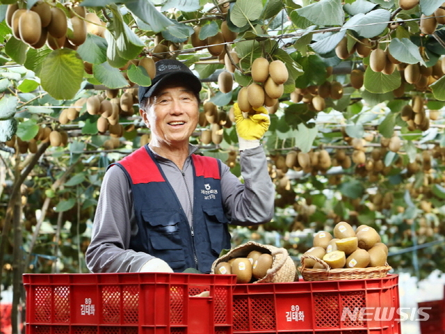 제스프리, 2020년 수확한 제주 골드키위 첫 출하