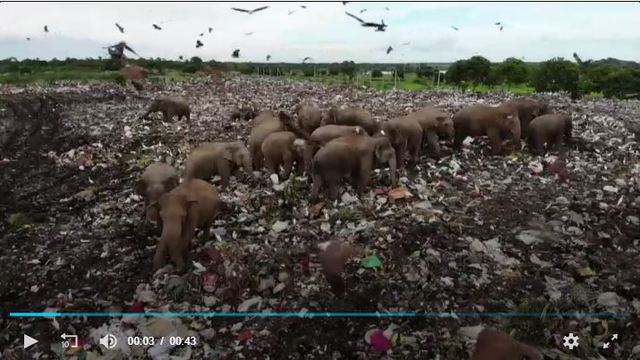 [서울=뉴시스]스리랑카가 코끼리들이 플라스틱 쓰레기를 주워먹고 숨지는 것을 막기 위해 코끼리들이 쓰레기더미에 접근하지 못하도록 쓰레기더미들 주변에 깊은 구덩이를 파고 있다. 스리랑카 암파라의 야생동물 보호구역 인근 쓰레기 매립장의 쓰레기를 뒤지며 먹이를 찾고 있는 코끼리떼의 모습. <사진 출처 : ABC 동영상 캡처> 2020.11.27