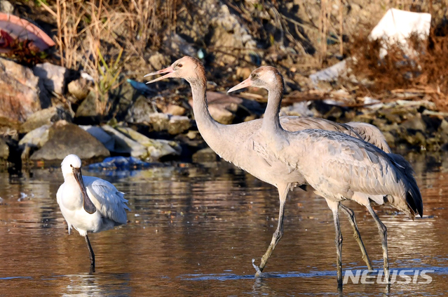 [신안=뉴시스] 신안군에서 관찰된 멸종위기조류 검은목두루미 2개체. (사진=신안군 제공) 2020.12.03. photo@newsis.com