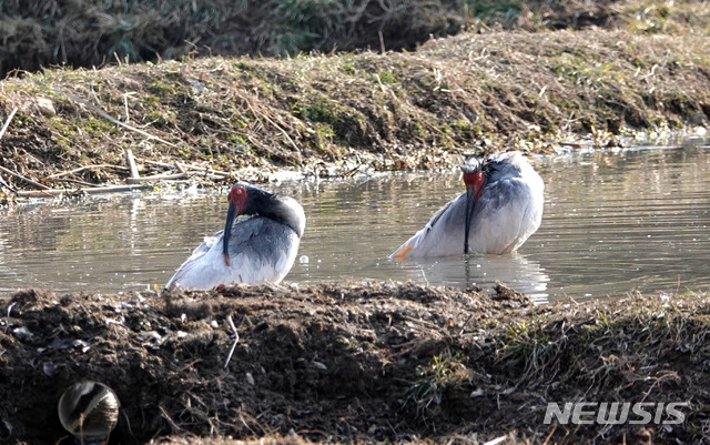 [창녕=뉴시스] 안지율 기자 = 천연기념물 제198호이자 멸종위기 야생생물 Ⅱ급인 경남 창녕 우포따오기가 지난 3일 우포늪 일원에서 휴식을 하고 있다. (사진=창녕군 제공) 2020.12.04. photo@newsis.com