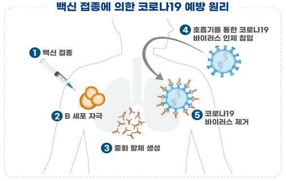 [서울=뉴시스] 백신 접종에 의한 코로나19 예방 원리(사진=식품의약품안전처 제공)