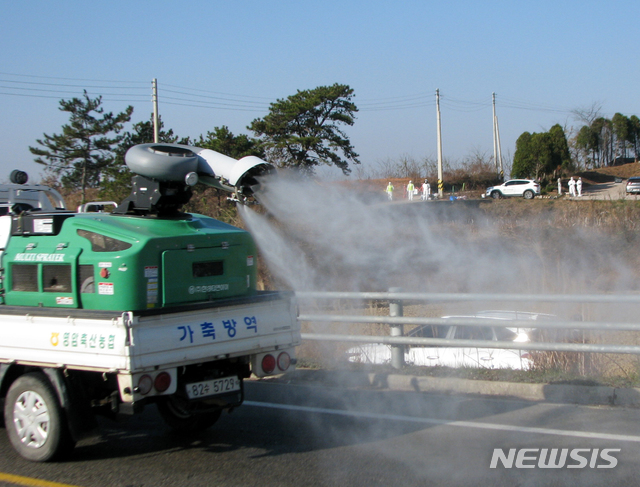 전남 영암 오리농장서 고병원성 AI 확진…닭·오리 50만 마리 살처분