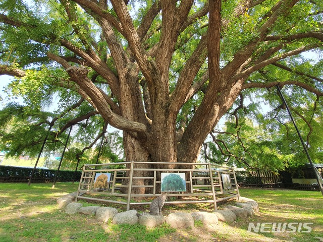 [서울=뉴시스]장수동 은무 줄기(사진=문화재청 제공)2020,12,07phoo@newscis.com