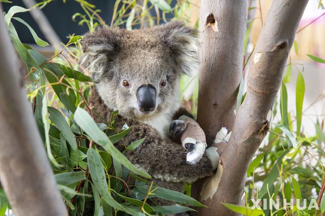 [멜버른=신화/뉴시스]지난 6일(현지 시각) 호주 멜버른 동물원의 동물 진료소 부근에서 발에 붕대를 감은 코알라 한 마리가 껌나무에 앉아 있다. 빅토리아주는 성명을 통해 지난 산불에서 구조됐던 14마리의 코알라가 수 개월간의 치료 끝에 야생으로 방사됐다고 7일 밝혔다. 2020.12.08.