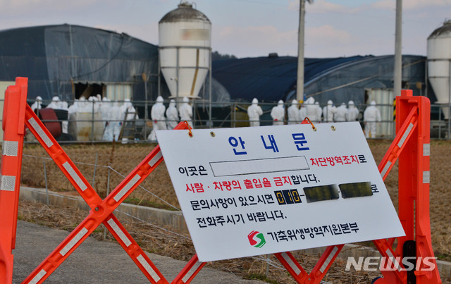 한 육용오리농장에서 조류인플루엔자(AI) 항원이 검출돼 방역당국 관계자들이 살처분 작업을 준비하고 있다. 2020.12.08. wisdom21@newsis.com