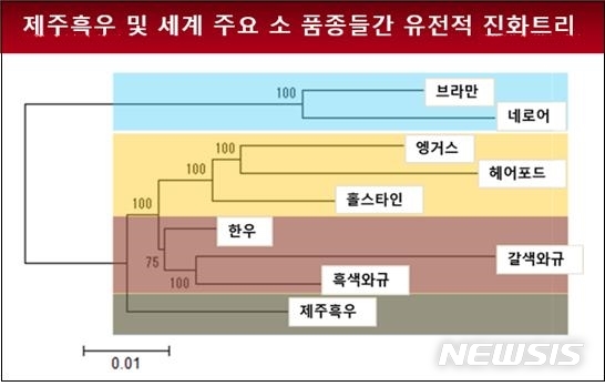 [제주=뉴시스]제주흑우는 서양 주요 품종인 앵거스, 홀스타인뿐만 아니라 한우와 일본 와규 등과 진화트리가 확연하게 다른 독립된 분지를 형성해 독특한 유전적 진화트리를 이루고 있다. (사진=제주대 제주흑우연구센터 제공)