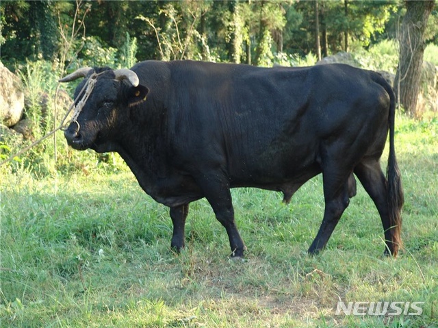[제주=뉴시스]제주흑우. (사진=제주도 축산진흥원 제공)