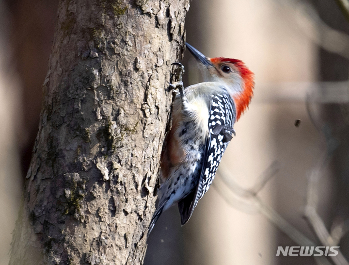 [버지니아주=AP/뉴시스] 2020년 12월9일(현지시간) 미국 버지니아주 브리스톨의 슈가 할로우 파크에서 붉은배딱따구리가 먹이를 찾고 있다. 2022.07.15 