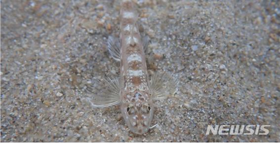 [서울=뉴시스] 지난 10월 금강에서 채집된 멸종위기 야생생물 Ⅰ종 흰수마자의 모습. (사진=환경부 제공). 2020.12.17. photo@newsis.com