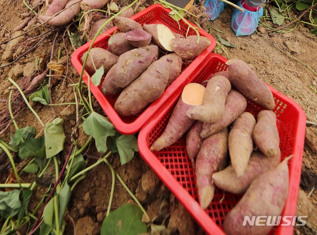['맛'있는 건강]겨울간식 고구마, 찔 때보다 구우면 당도 높아져