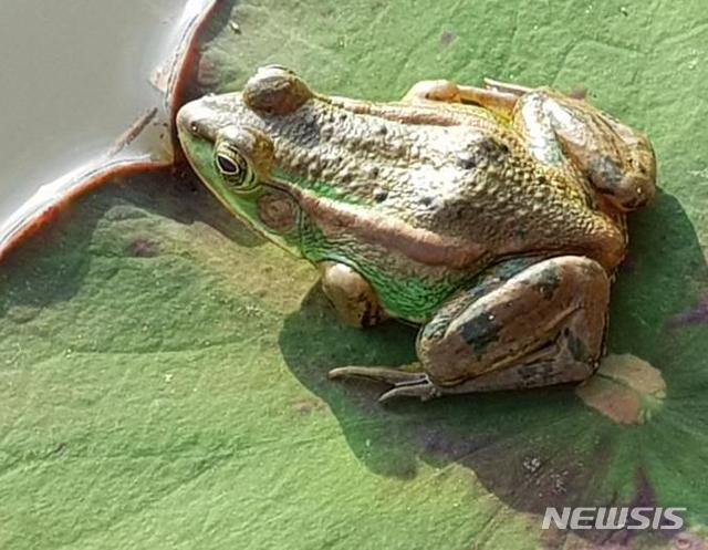 [서울=뉴시스] 올해 시민자연환경조사원이 발견해 촬영한 멸종위기 야생생물 Ⅱ급 금개구리의 모습. (사진=국립생태원 제공). 2020.12.28. photo@newsis.com