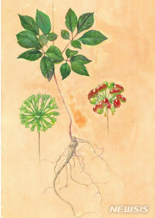 [서울=뉴시스] 김민주, 산삼 Korean ginsengㅡ한지에 전통안료, 350x500mm,학명 : Panax ginseng C. A. Mey.효능 : 약리연구를 통하여 인삼에는중추신경 조절, 인체면역력 증강,조혈(造血) 촉진, 항심근허혈(抗心筋虛血), 물질대사 개선, 내분비기능 개선, 노화방지, 항종양 등의 작용이 있는 것으로 알려져 있다.