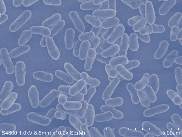 [서울=뉴시스] 전자현미경으로 본 oraCMU 균주 (사진=오라팜 제공)