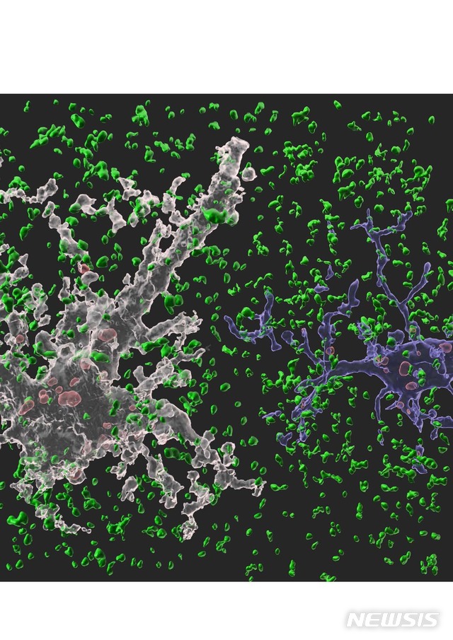 [서울=뉴시스] 뇌에서 뉴런을 도와 뇌 항상성 유지 역할을 수행하는 세포인 별아교세포(하얀색)와 미세아교세포(파란색)가 시냅스를 제거하고 있는 모습 (제공=삼성전자)