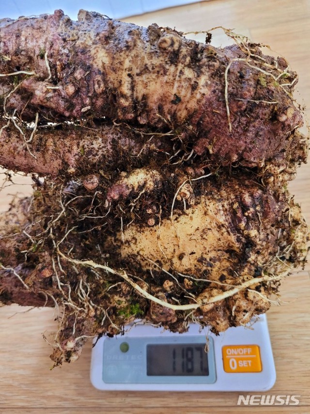 [하동=뉴시스] 경남 하동군 지리산 자락에서 캔 야생 산더덕(사진=한국전통심마니협회 제공).