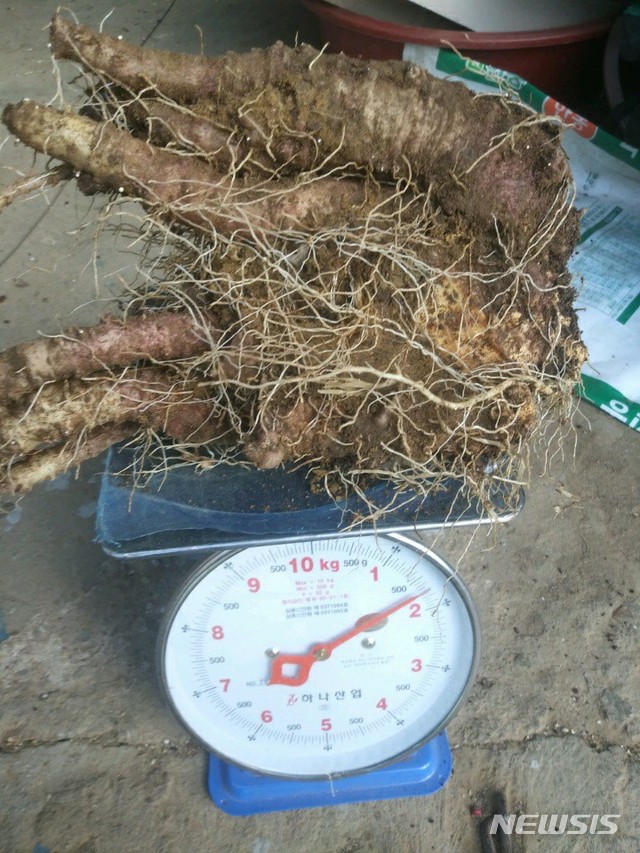 [하동=뉴시스] 경남 하동군 지리산 자락에서 캔 야생 산더덕(사진=한국전통심마니협회 제공). 