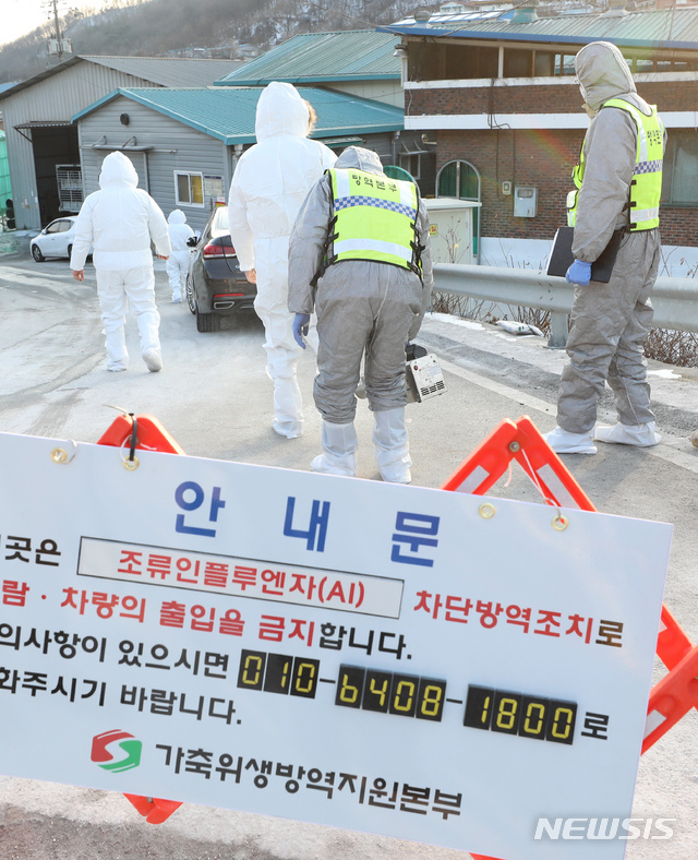 세종 산란계 농장서 AI 항원 확인…"39만 마리 살처분"