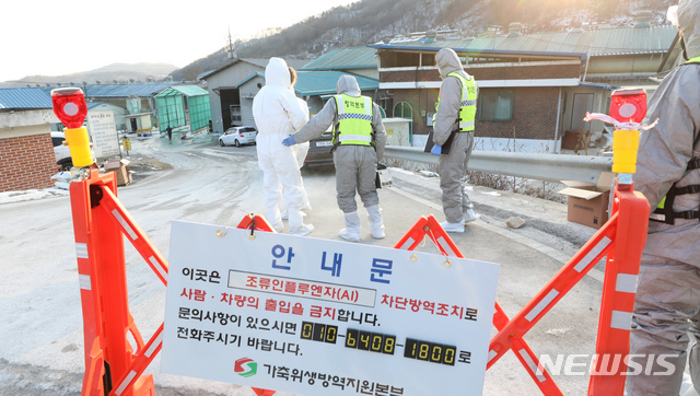 [세종=뉴시스]강종민 기자 = 세종시 산란계농장 밀집단지에서 고병원성 조류인플루엔자(H5N8)가 발생한 6일 오후 방역 관계자들이 살처분 작업을 하기 위해 이동하고 있다. 이날 세종시와 방역 당국은 이 농장의 닭 13만7000 마리와 가축단지 안 농가에서 사육하는 27만3000 마리를 살처분 했다. 2021.01.06. ppkjm@newsis.com