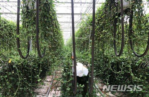 [서울=뉴시스]스마트 팜인 그린케이팜에서 자라는 슈퍼푸드 시서스(사진제공=그린플러스).