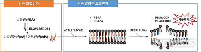 [대전=뉴시스] 다중불포화지방산 합성경로 및 지질과산과에 의한 페롭토시스 세포 사멸 기작.