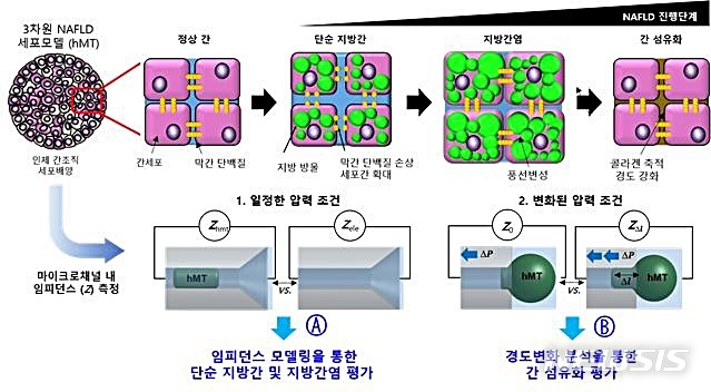 [대전=뉴시스] 비알코올 지방간질환(NAFLD)에 대한 임피던스 분석 모형.