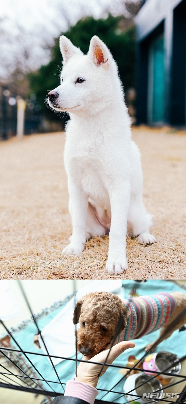 [서울=뉴시스](사진 위쪽부터)파티, 푸딩이. (사진=SBS 제공) 2021.01.14. photo@newsis.com