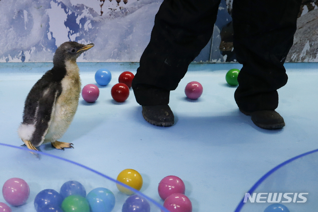 [멕시코=AP/뉴시스]치료용 부츠를 얻은 펭귄 ‘루카스’는 이제 친구들과 어울리며 걸을 수 있게 되었다.(기사 내용과는 무관한 사진) 2022.08.31.
