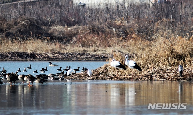 [창원=뉴시스] 강경국 기자 = 국제적 보호종 황새 한 쌍이 지난 15일 주남저수지 앞 갈대섬 부근과 산남저수지 작은섬 물가 주변에서 먹이 활동을 하는 장면이 관찰되고 있다. (사진=창원시청 제공). 2021.01.17. photo@newsis.com