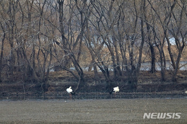 [창원=뉴시스] 강경국 기자 = 국제적 보호종 황새 한 쌍이 지난 15일 주남저수지 앞 갈대섬 부근과 산남저수지 작은섬 물가 주변에서 먹이 활동을 하는 장면이 관찰되고 있다. (사진=창원시청 제공). 2021.01.17. photo@newsis.com