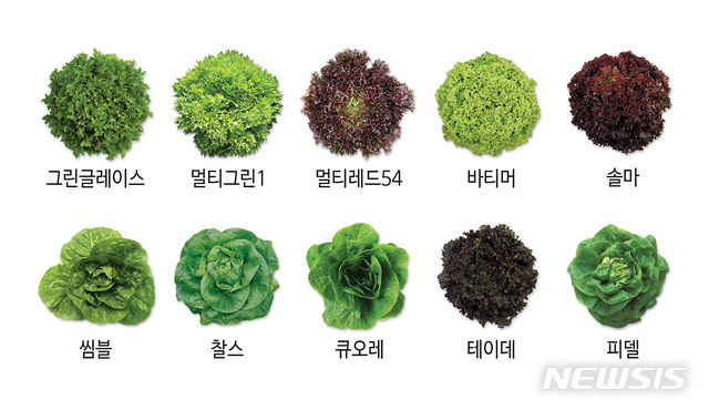 [서울=뉴시스]팜한농이 빠르게 성장하는 샐러드 채소 시장을 겨냥해 고품질 유럽종 상추 종자를 출시했다고 18일 밝혔다. 2021.01.18. (사진=팜한농 제공)