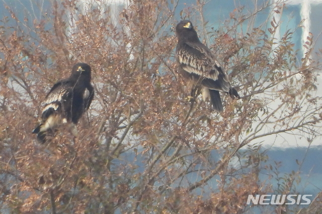 항라머리검독수리