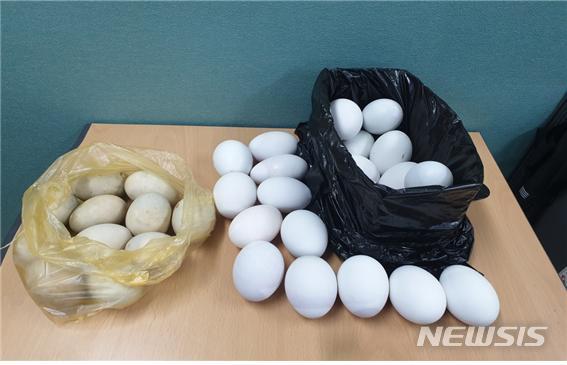 [서울=뉴시스] 부화중지 오리알. (사진=서울시 제공) 2021.01.19. photo@newsis.com 