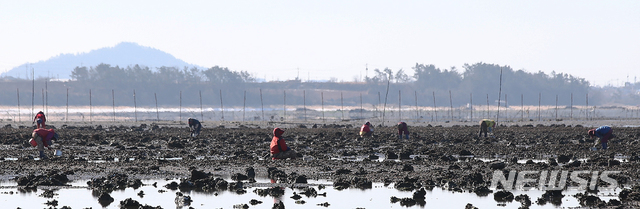 [고흥=뉴시스] 굴 채취 자료사진. (사건과 관련 없음) photo@newsis.com