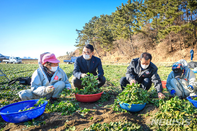 [남해=뉴시스] 차용현 기자 = 경남 남해군 장충남 군수(왼쪽 두번째)가 지난 19일 서면 남상리 보물초 재배 농가를 찾아 농민들을 격려하고 있다. 최근 남해 시금치 통합브랜드인 ‘보물초’가 안정적인 가격대를 유지하며 농민들에게 함박웃음을 선사하고 있다. 20일 남해군에 따르면 보물초는 현재까지 전체 재배물량의 약 60%에 해당하는 4000여t이 출하돼 105억원의 판매고를 올렸다. 2021.01.20. (사진=남해군 제공) con@newsis.com