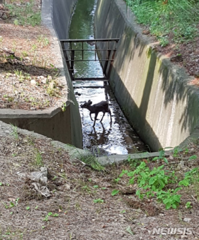 [성남=뉴시스]지난해 6월 운동동 산운마을아파트 인근 배수로에 빠진 새끼 고라니
