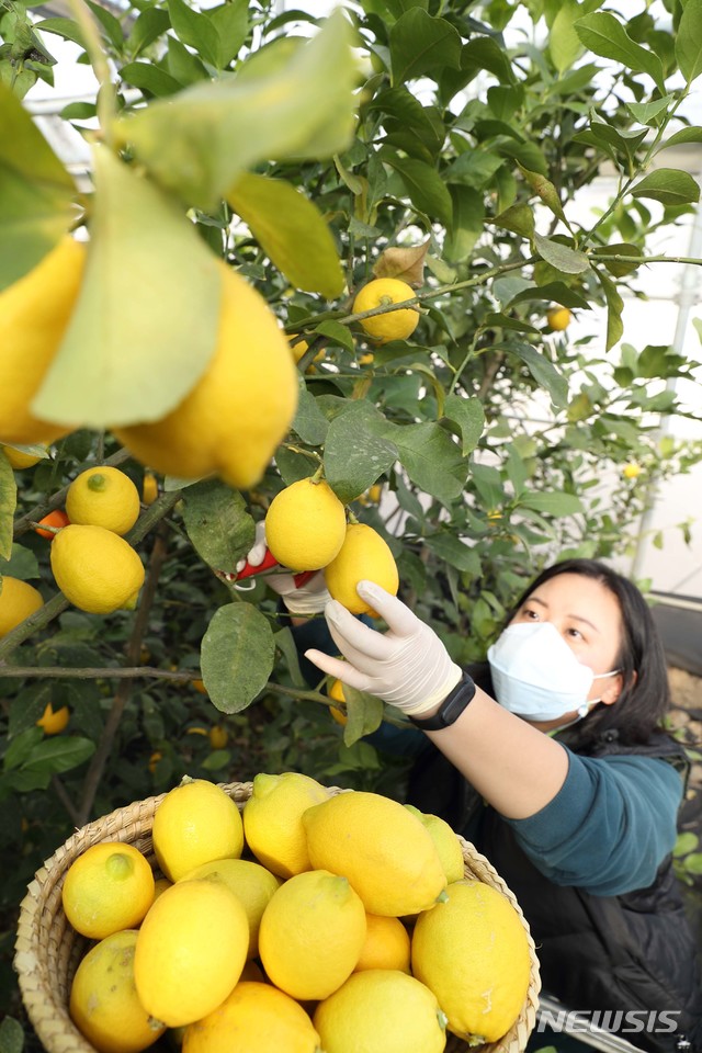 [서울=뉴시스]21일 제주도 서귀포시 남원읍 농촌진흥청 국립원예특작과학원 감귤연구소 재배지에서 연구원이 우리나라 1호 레몬 품종인 '제라몬' 열매를 수확하고 있다. '제라몬'은 외국산 레몬을 대체하기 위해 2019년 개발한 품종으로 지난해부터 농가에 묘목을 보급 중이다. (사진=농촌진흥청 제공) 2021.01.21. photo@newsis.com