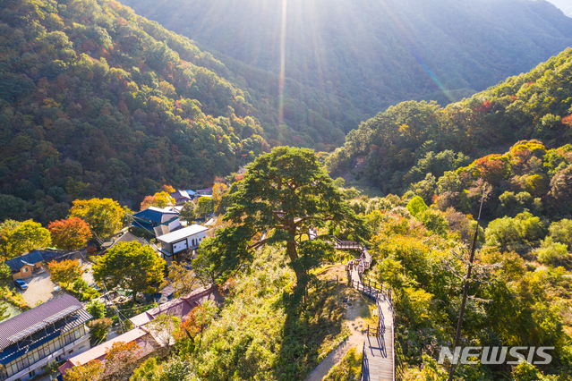 한국관광공사로부터 '비대면 안심관광지'로 선정된 전북 남원 산내면 와운마을의 '지리산 천년송'.