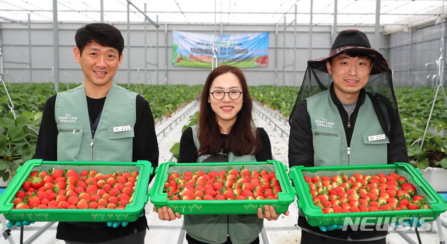  [의성=뉴시스] 의성군이 이웃사촌 청년시범마을 조성사업 일환으로 조성한 스마트팜에서 딸기를 수확하고 있다. (사진=의성군 제공) 2021.01.26 photo@newsis.com