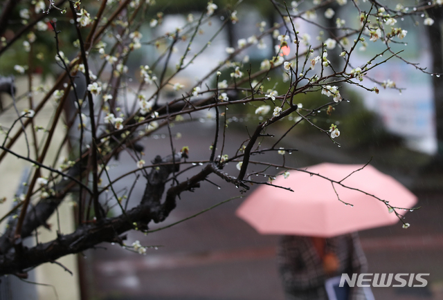 [제주=뉴시스] 겨울비가 내리는 제주시 연동의 한 거리에 청매화가 활짝 꽃을 피워 있다. (사진=뉴시스 DB). photo@newsis.com 