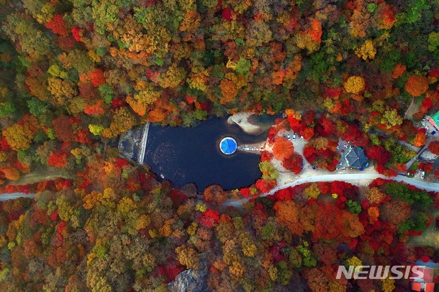 붉은 단풍으로 '만산홍엽'을 이루고 있는 가을 내장산. 